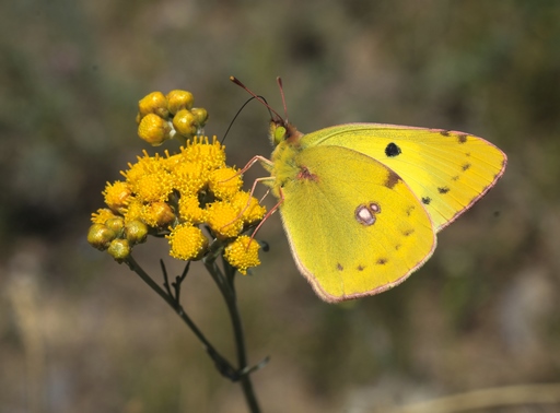 Colias erate  – Pale clouded y Желтушка эрата